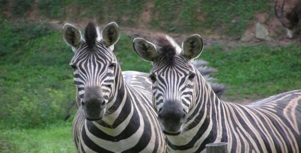 Kuala Lumpur: Zoo Negara Admission Ticket - The Sum Up