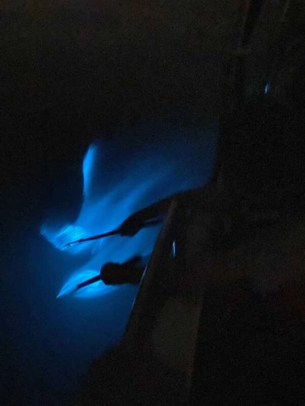 Kuala Selangor: Eagles, Fireflies & Blue Tears Boat Tour - The Sum Up