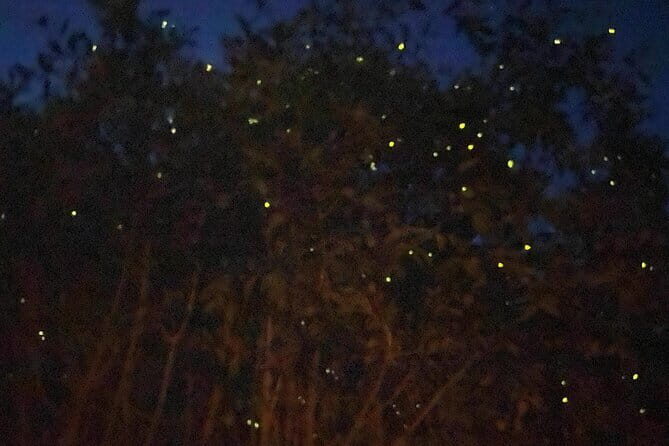 Kuala Selangor Fireflies and Blue Tears Tour with Dinner (SIC) - Experience the Magic: Kuala Selangor Fireflies and Blue Tears Tour