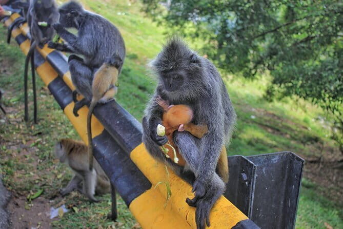 Kuala Selangor Fireflies and Blue Tears Tour with Dinner (SIC) - FAQ