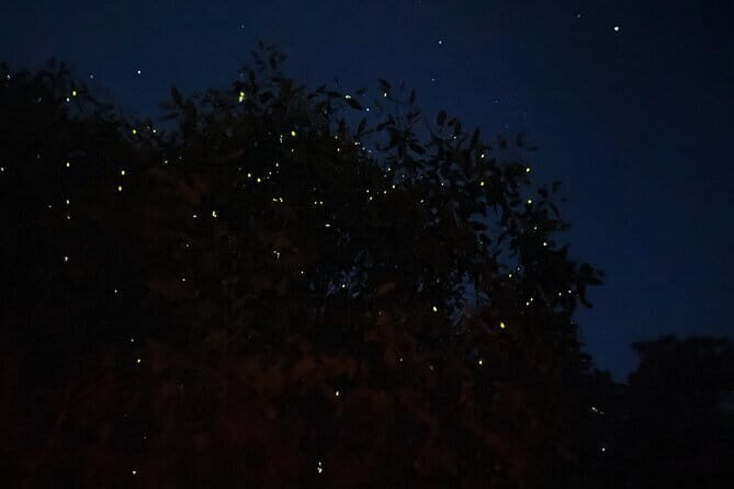 Kuala Selangor Fireflies and Blue Tears Tour with Dinner (SIC) - What Sets This Tour Apart