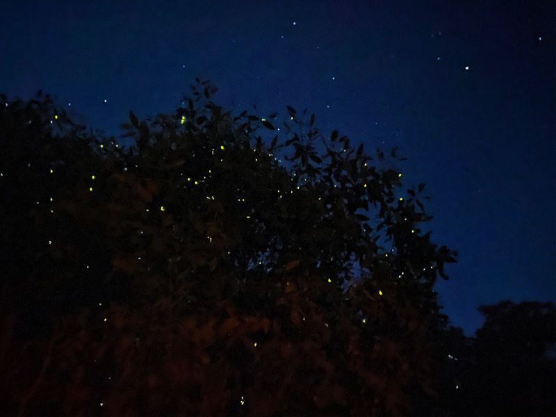 Kuala Selangor Fireflies & Blue Tears Night Tour - From Kuala Lumpur to Kuala Selangor
