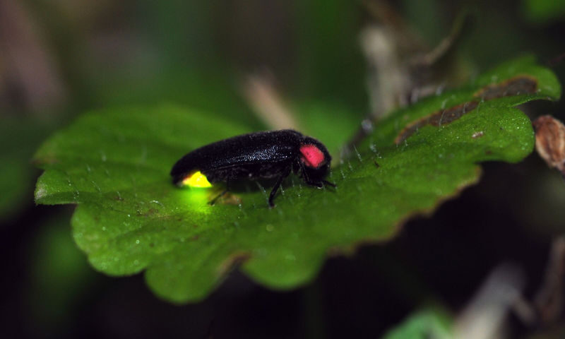 Kuala Selangor Fireflies & Blue Tears Night Tour - Bukit Melawati: a hilltop pause before dusk