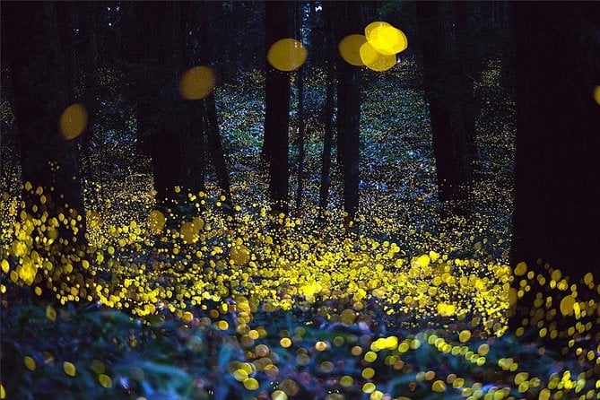 Kuala Selangor Fireflies Tour - Tour Inclusions