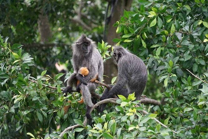Kuala Selangor Fireflies Tour - Customer Reviews