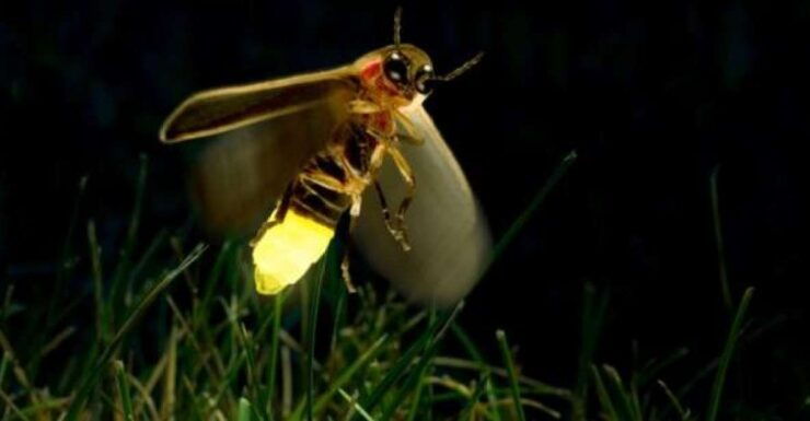Kuala Selangor: Fireflies Tour With Batu Caves & Dinner - Activity Details
