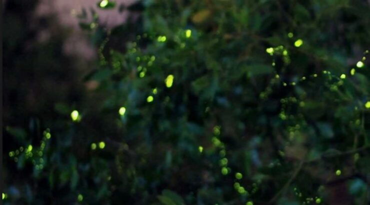 Kuala Selangor: Fireflies Tour With Batu Caves & Dinner - Experience Highlights