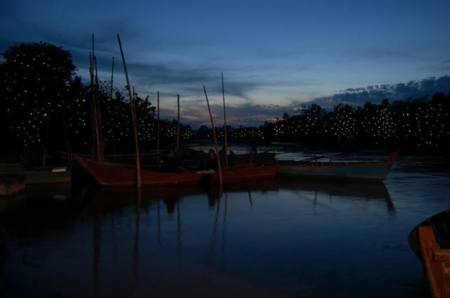 Kuala Selangor: Fireflies Tour With Batu Caves & Dinner - Tour Review Summary