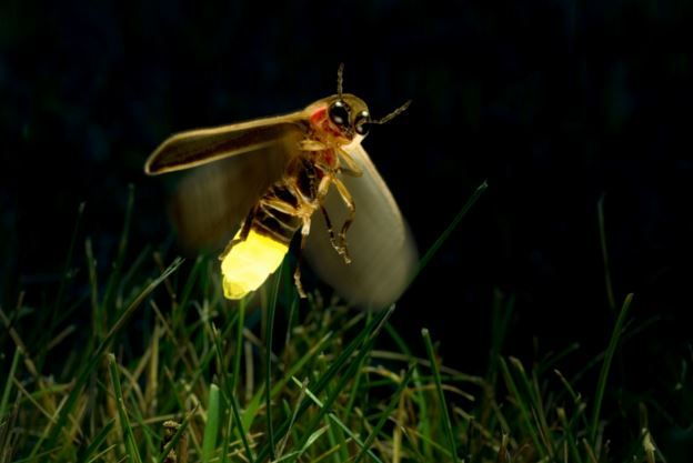 Kuala Selangor: Fireflies Tour With Batu Caves & Dinner - Customer Review 2