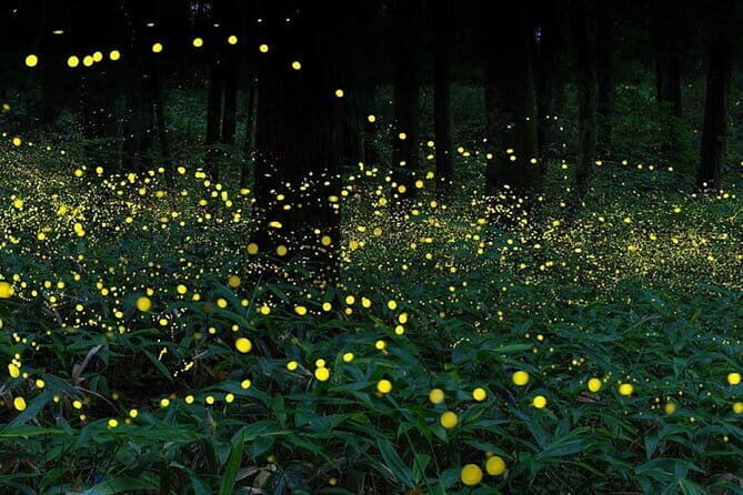 Kuala Selangor Firefly Blinkings Private Tour with Seafood Dinner - FAQs