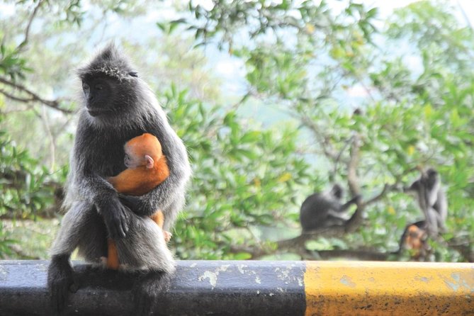 Kuala Selangor Firefly Boat Tour - Reviews