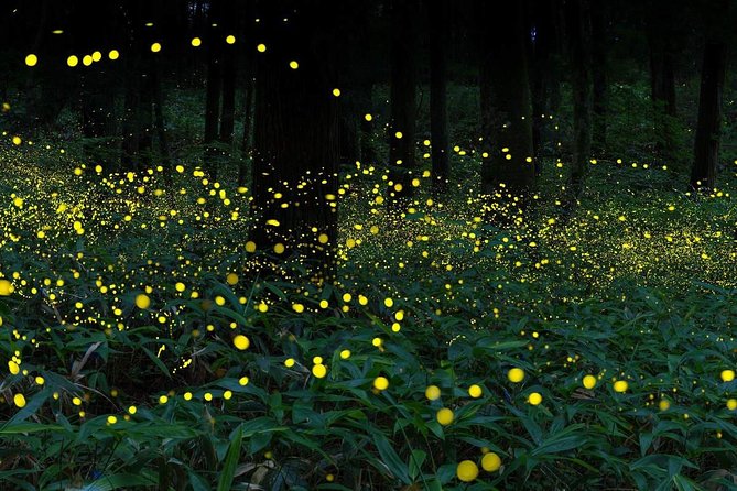 Kuala Selangor Firefly Tour From Kuala Lumpur - Pricing and Booking Details