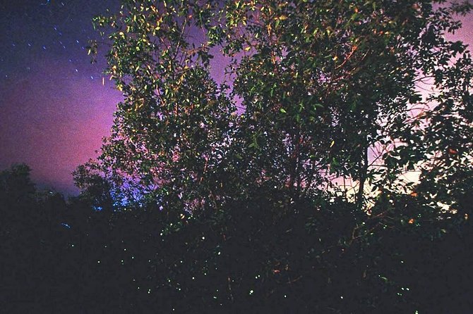 Kuala Selangor Firefly Tour From Kuala Lumpur - Hosts Feedback Response