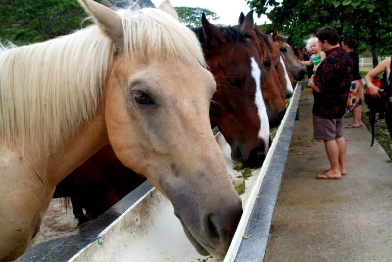 Kualoa Jurassic Valley Horseback Guided Tour - Who will enjoy the ride, and who should skip it