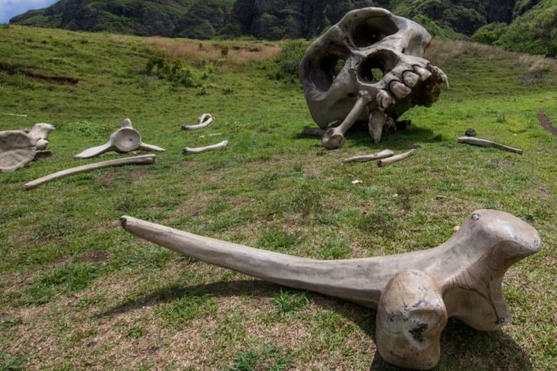 Kualoa Ranch Hollywood Movie Sites Tour - How long it takes, and what the timing means