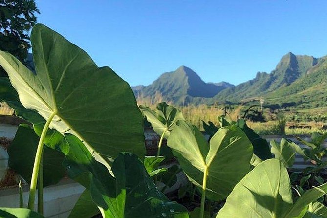 Kualoa Ranch - Kualoa Grown Tour - What to Expect