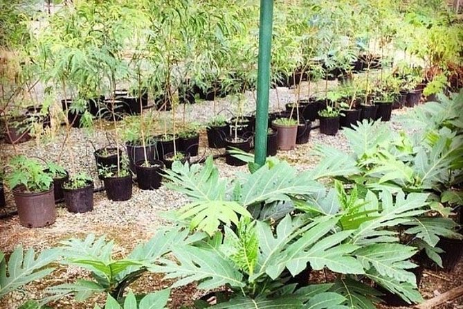 Kualoa Ranch - Kualoa Grown Tour - Traveler Reviews and Photos