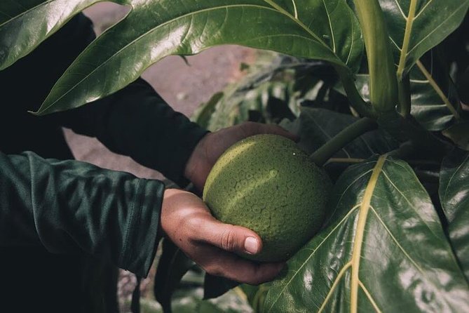 Kualoa Ranch - Kualoa Grown Tour - The Sum Up