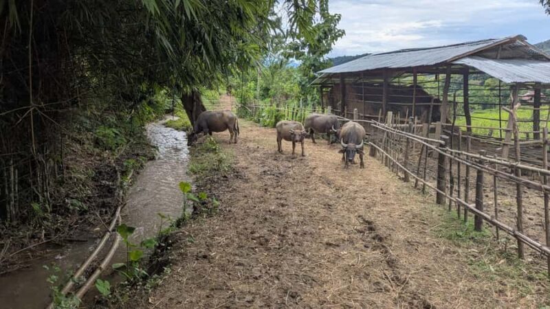 Kuang Si Falls, Forest Easy Hike & Mekong Sunset Cruise - FAQ