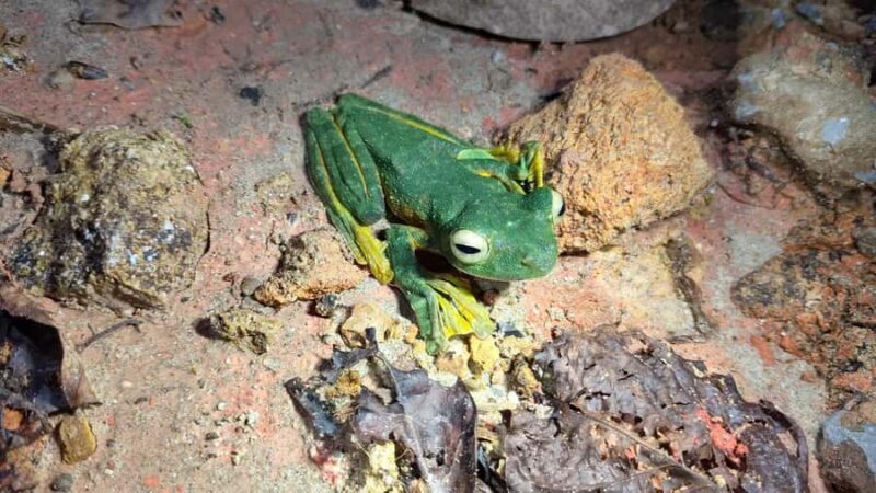 Kubah National Park: Night Frog Adventure - FAQ