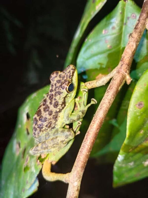 Kubah National Park: Night Frog Adventure - Good To Know