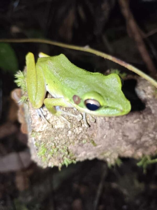 Kubah National Park: Night Frog Adventure - Deep Dive: The Experience in Detail