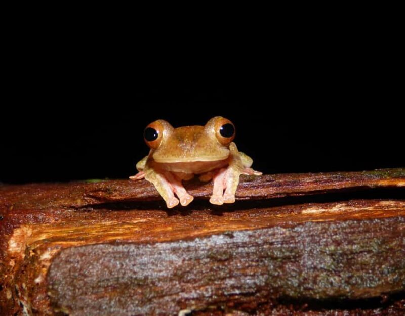 KUBAH NIGHT WALK : FROGGING & NOCTURNAL WILDLIFE - Good To Know