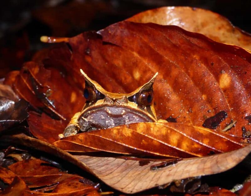 KUBAH NIGHT WALK : FROGGING & NOCTURNAL WILDLIFE - The Experience: Highlights and Practicalities