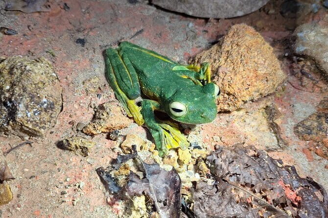 Kubah's Nocturnal Wonders Nighttime Frog Safari - Good To Know