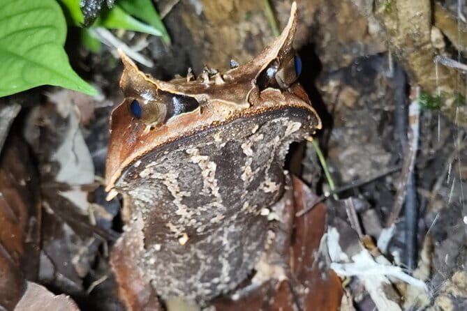 Kubah's Nocturnal Wonders Nighttime Frog Safari - The Itinerary Breakdown: What to Expect