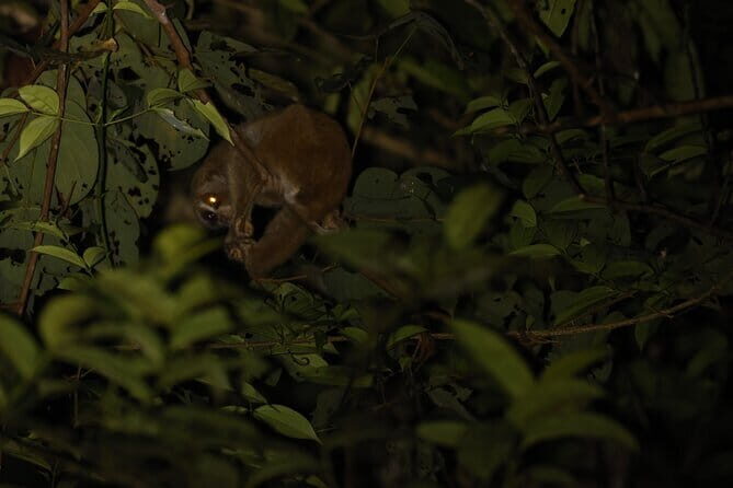 Kubah's Nocturnal Wonders Nighttime Frog Safari - Who Should Consider This Tour?