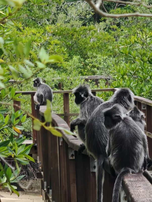 Kuching: 3 Day Adventure Tour - Day 3: Waterfalls & Jurassic Rainforest