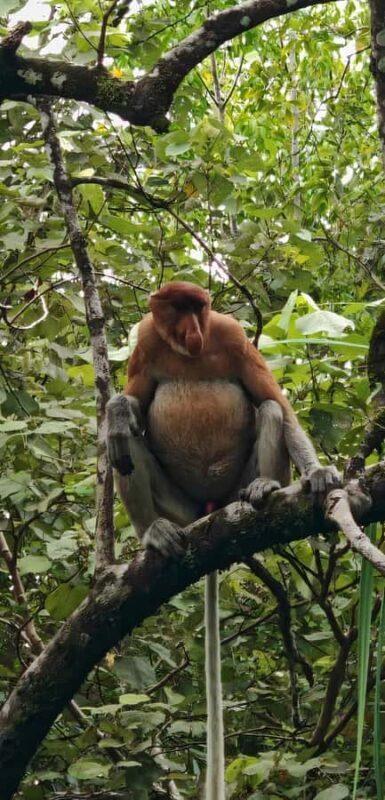 Kuching: Bako National Park 2-Day Wildlife Tour - Who Should Consider This Tour?