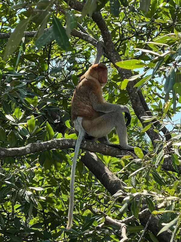 Kuching: Bako National Park 2-Day Wildlife Tour - Who Should Consider This Tour?