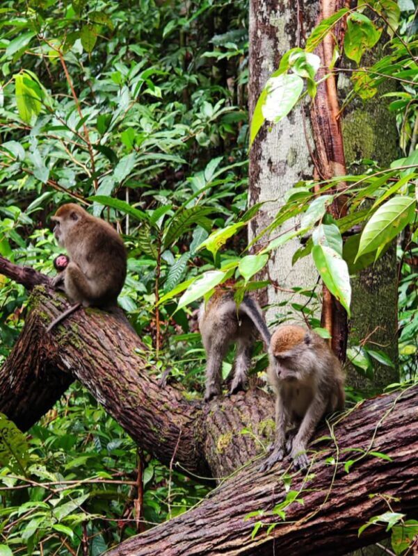Kuching Bako National Park Full-Day Wildlife Discovery - The draw of Bako’s wildlife