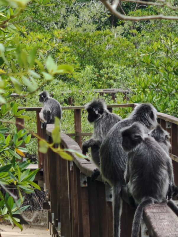 Kuching Bako National Park Full-Day Wildlife Discovery - The walk may be tougher than its label suggests