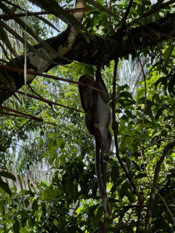 Kuching Bako National Park Full-Day Wildlife Discovery - Guide pace and clear communication