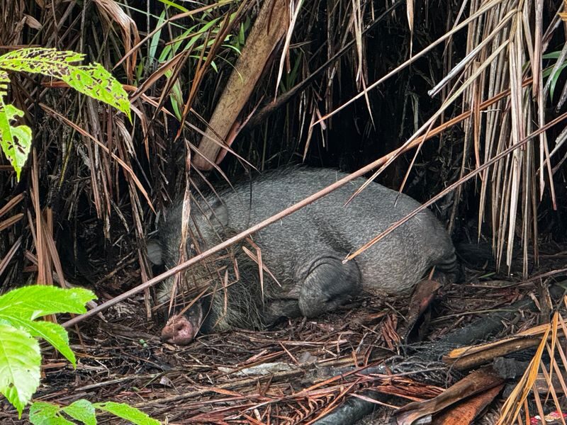 Kuching Bako National Park Full-Day Wildlife Discovery - What the $98.59 starting price may be worth