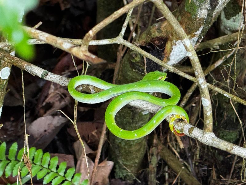 Kuching Bako National Park Full-Day Wildlife Discovery - Who may enjoy this trip most