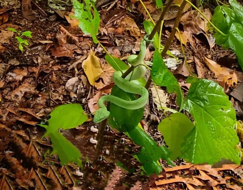 Kuching: Bako Wildlife & Permai Rainforest 2-Day Tour - FAQs