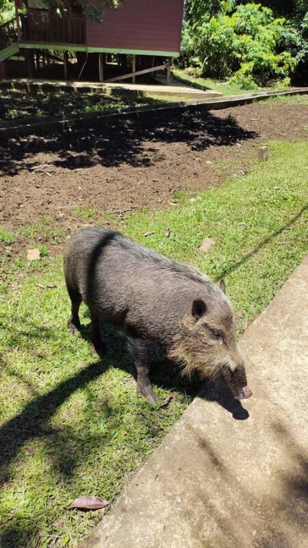 Kuching: Guided Day Trip to Bako Wildlife Day Tour - Lunch and Relaxation