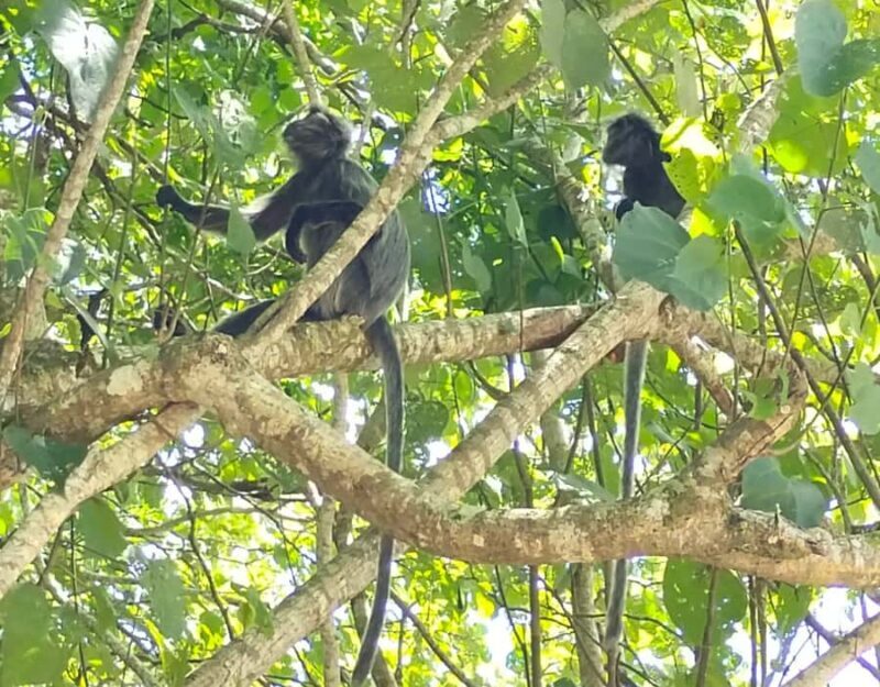 Kuching: Guided Day Trip to Bako Wildlife Day Tour - What Makes This Tour Stand Out?