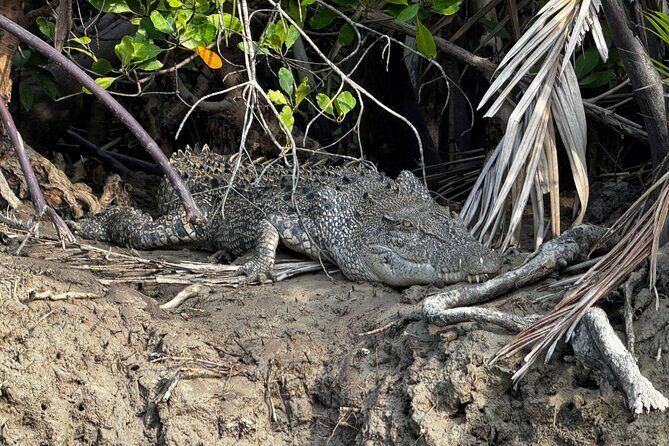 Kuching Mangrove Wildlife and Fireflies (Private Tour) - What You Can Expect from This Kuching Mangrove Tour