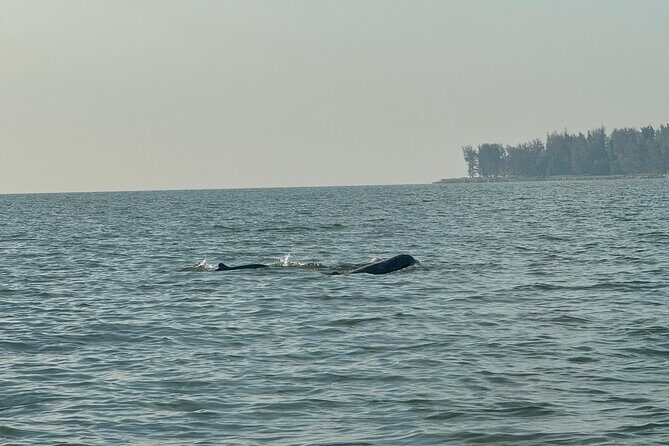 Kuching Mangrove Wildlife and Fireflies (Private Tour) - Why This Tour Offers Great Value