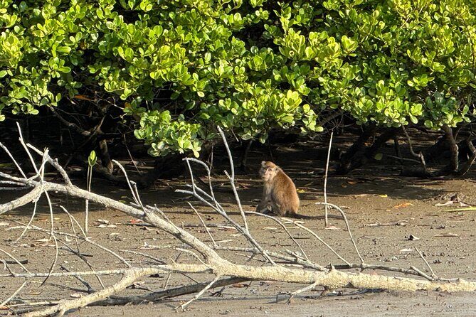 Kuching Mangrove Wildlife and Fireflies (Private Tour) - Who Will Love This Experience?
