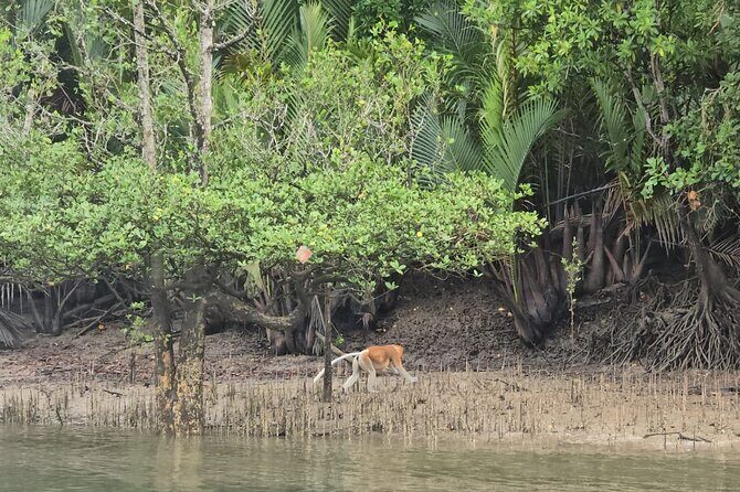 Kuching Mangrove Wildlife and Fireflies (Private Tour) - The Details That Make It Worthwhile