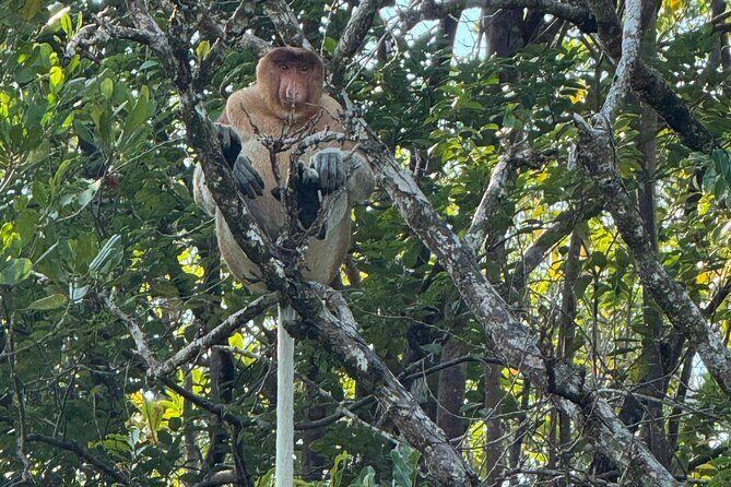 Kuching Mangrove Wildlife and Fireflies (Private Tour) - FAQ