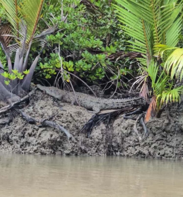 Kuching Mangrove Wildlife and Fireflies - Exploring Sarawak’s Mangroves and Fireflies: A Detailed Review