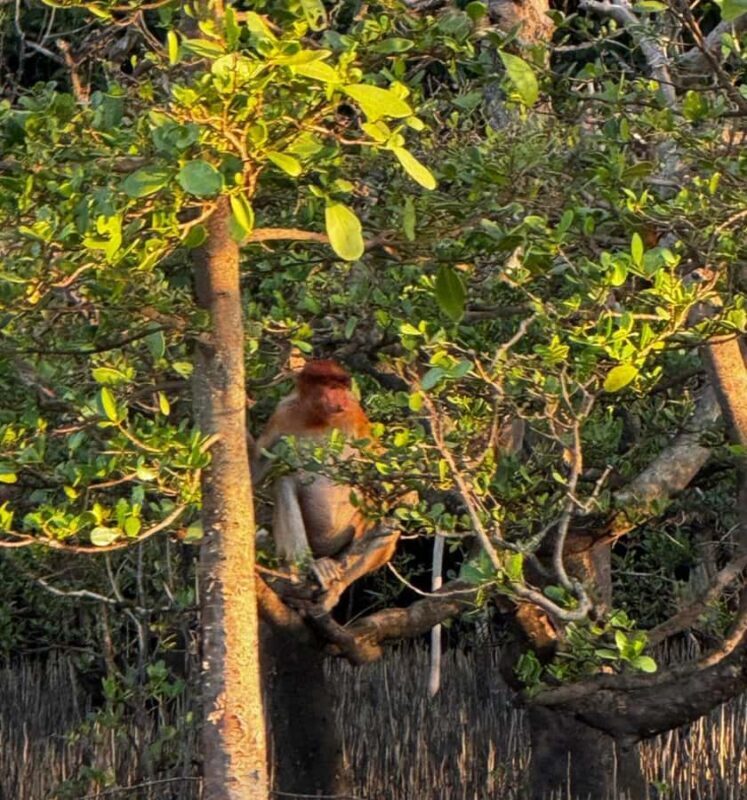 Kuching Mangrove Wildlife and Fireflies - Who Is This Tour Best For?