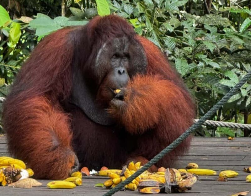 Kuching Orangutan & Bidayuh Longhouse - A Detailed Look at the Kuching Orangutan & Bidayuh Longhouse Tour